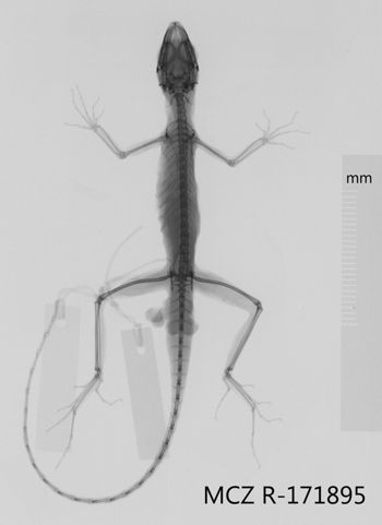 Media type: image;   Herpetology R-171895 Aspect: dorsoventral x-ray